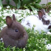 Gastronomic Festival of Rabbit Ancarano (TE)